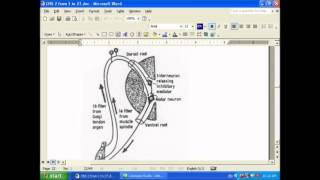 25 golgi tendon organ [upl. by Elleret645]