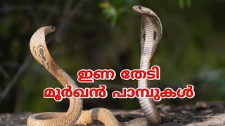 വെള്ളമൊഴിച്ചും പാമ്പിനെ പിടിക്കാം🐍 Rescued a big Indian spectacled cobra rescue sarpa reptiles [upl. by Eicats]