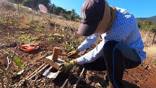 Sorghum for nematodes and soil health management [upl. by Macfadyn]