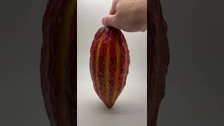 Cacao pod from Ecuador cocoa chocolate Ecuador vegan darkchocolate stroud [upl. by Yerfoeg370]