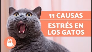 11 causas que provocan ESTRÉS en los gatos [upl. by Arraik]