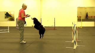 Foundation Skills  2x2 Weave Pole Training Part 13 [upl. by Blackstock]