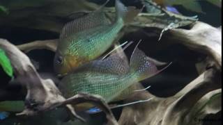 Geophagus altifrons Rio Araguari [upl. by Procora]