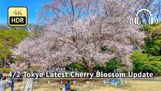 As of 42  Tokyo Latest Cherry Blossom Update Go to Shinjuku Gyoen NOW 4KHDRBinaural [upl. by Siaht]