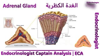 شرح الغدة الكظرية فسيولوجى واناتومى بطريقة مستحيل تنساها Adrenal Gland physiology amp anatomy [upl. by Anerroc778]