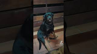 Un chien imposant et imposable 😂 caribbeanlife chien rottweiler drole [upl. by Semela133]