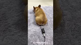 Graciosos animales 😂 videoshort2024 funnyanimlas animalesdivertidos funnyanimals pets2024 [upl. by Nodnar]