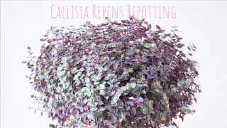 Callisia Repens Repotting amp Propagation Indoor Plants grooming  Pink Callisia Repotting [upl. by Anaehs417]