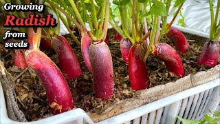 Growing Elongated Radish in Vegetable Box  from Seed to Harvest [upl. by Eledoya192]