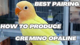 Best pairings of Creamino opaline  How to produce creamino opalines [upl. by Ryan]