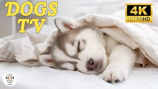 Calming Music for Dogs Relax and Sleep  Relieve Anxiety and Stress  Perfect Soothing for Dogs [upl. by Sturrock]