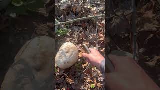 Puffball Calvatia gigantea [upl. by Attekahs]