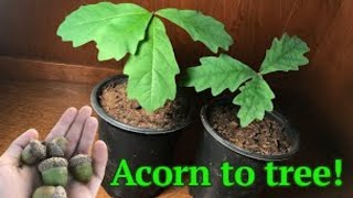 How to grow a White Oak tree from acornseed [upl. by Robbi]