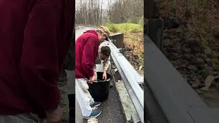 West Virginia trout stocking on Three Forks Creek [upl. by Bergstrom]