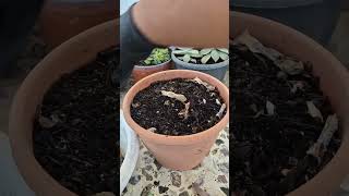 How to treat root rot of succulent plants [upl. by Pump]