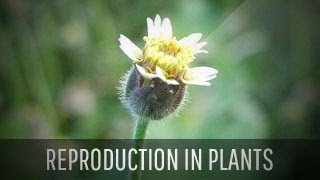 Reproduction in Plants and Asexual Reproduction [upl. by Etteinotna]