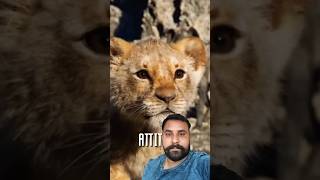 The king Lion attitude animlaloveanimalemotions greenscreenthelionmovies [upl. by Nefets]