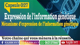 Mécanisme de lexpression génétique [upl. by Pantia]