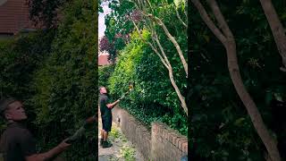 Sustainable Hedge Trimming Transformations hedgetrimming hedge gardening garden gardener [upl. by Eitsim]