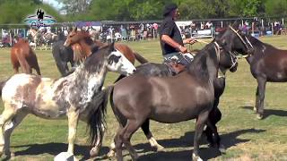 Bien Argentino  Tropillas entabladas en Bell Ville [upl. by Kciredohr]