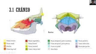 Sistema Óseo Bovino [upl. by Imrots]