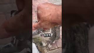 목이 마른 고양이를 발견한 남성😢 [upl. by Fronniah649]