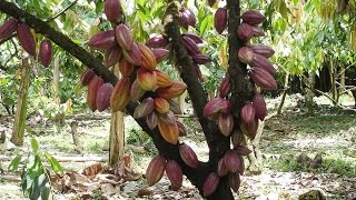 Cómo Realizar el Manejo Integrado de Cultivo de Cacao  TvAgro por Juan Gonzalo Angel [upl. by Arayk]