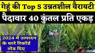 The 5 BEST Varieties of Wheat Gehu for Your Kitchen Garden [upl. by Aticilef371]