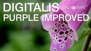 Digitalis Dalmation Purple Improved at ParkSeedcom [upl. by Ditzel]