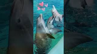 Dolphin sounds  Lovely dolphin Sound Effects [upl. by Ahsekel89]