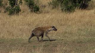 Pregnant Hyena  Maasai Mara Kenya [upl. by Meldoh]