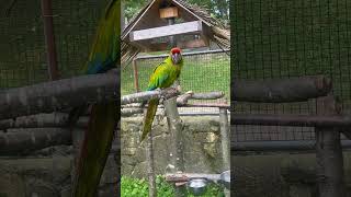 Adorable Parrot Says HELLO parrot macaw [upl. by Ashly]