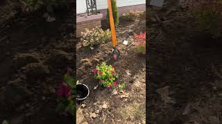 🌿 Atoka TN Landscaping Makeover amp Transformation  OneLawn Solutions shorts lawncareatokatn [upl. by Emili]