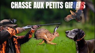 Chasse en plaines  Chiens darrêts [upl. by Yreme975]