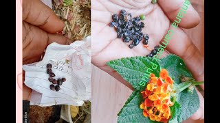 How to grow Lantana plant by seeds Raiemuniya plant growing method [upl. by Nahsor]