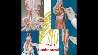 Plexus Lumbalis ve Plexus Sacralis Plexus Lumbosacralis [upl. by Rimola]