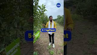 गर्मी में आने वाले APPLE 🍎🤔❓ Apple Variety for Hot Temperature shorts indianfarmer [upl. by Yellac]