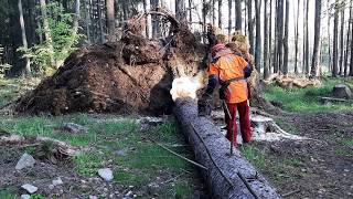 The uprooted tree by Eberhard a Husqvarna 560XP chain saw [upl. by Hake]