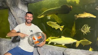 FEEDING MY 5FT ARAPAIMA IN NEW MONSTER FISH TANK [upl. by Akinuahs]