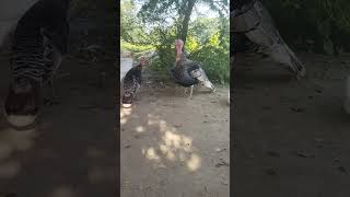 Reall Turkey Sound 🦃😱 turkey birds virals youtubeshorts foryou trendingshorts [upl. by Chapland]