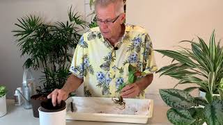 How to Transplant Soil Plants into Hydroponics  The Basics  Part 1 of 2 [upl. by Nussbaum]