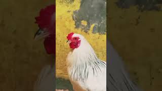 Colombian light Bahama farm chicken pets birds animals hen framing [upl. by Cogn]