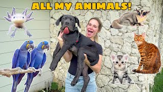 FEEDING ALL MY ANIMALS House Tour [upl. by Ennaul]