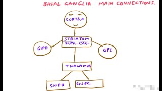 Basal ganglia I  connections  basic functions [upl. by Cohby]