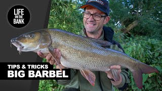 BARBEL FISHING UK  Tips Rigs and Tactics New River Season [upl. by Michaela]