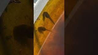 Tadpole impressive growth tadpole tadpoles frogs cutefrog nature garden ponds water kermit [upl. by Tadashi]