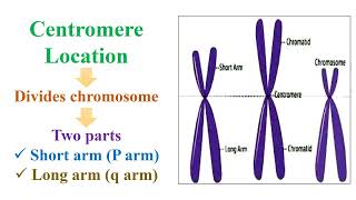 Chromosomes Definition [upl. by Nylsoj]