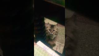 இனிமேஇப்படித்தான் cutecatandpuppyworld cutecat shortvideo [upl. by Siulesoj]