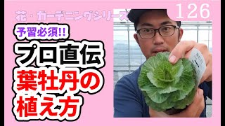 プロ直伝【葉牡丹の植え方解説】花・ガーデニングｂｙ園芸チャンネル 126 [upl. by Maiga]