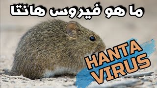 ما هو فيروس هانتا  Hantavirus HPS  متلازمة فيروس هانتا الرئوية [upl. by Ominorej]